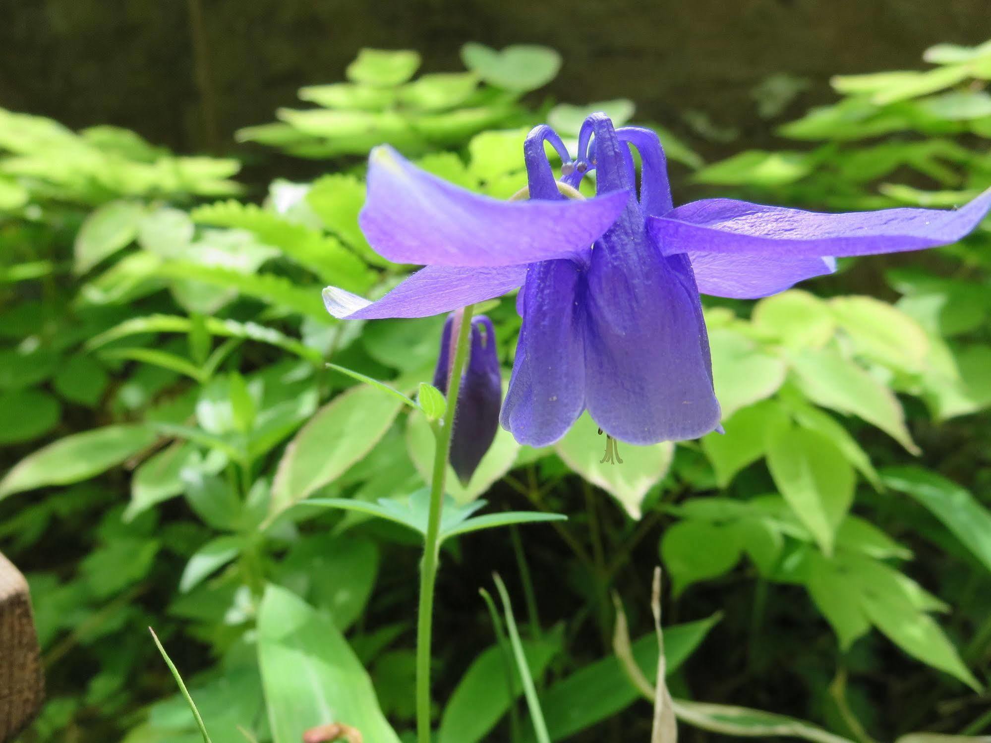 Senjukaku Hotel Yamanouchi  Buitenkant foto